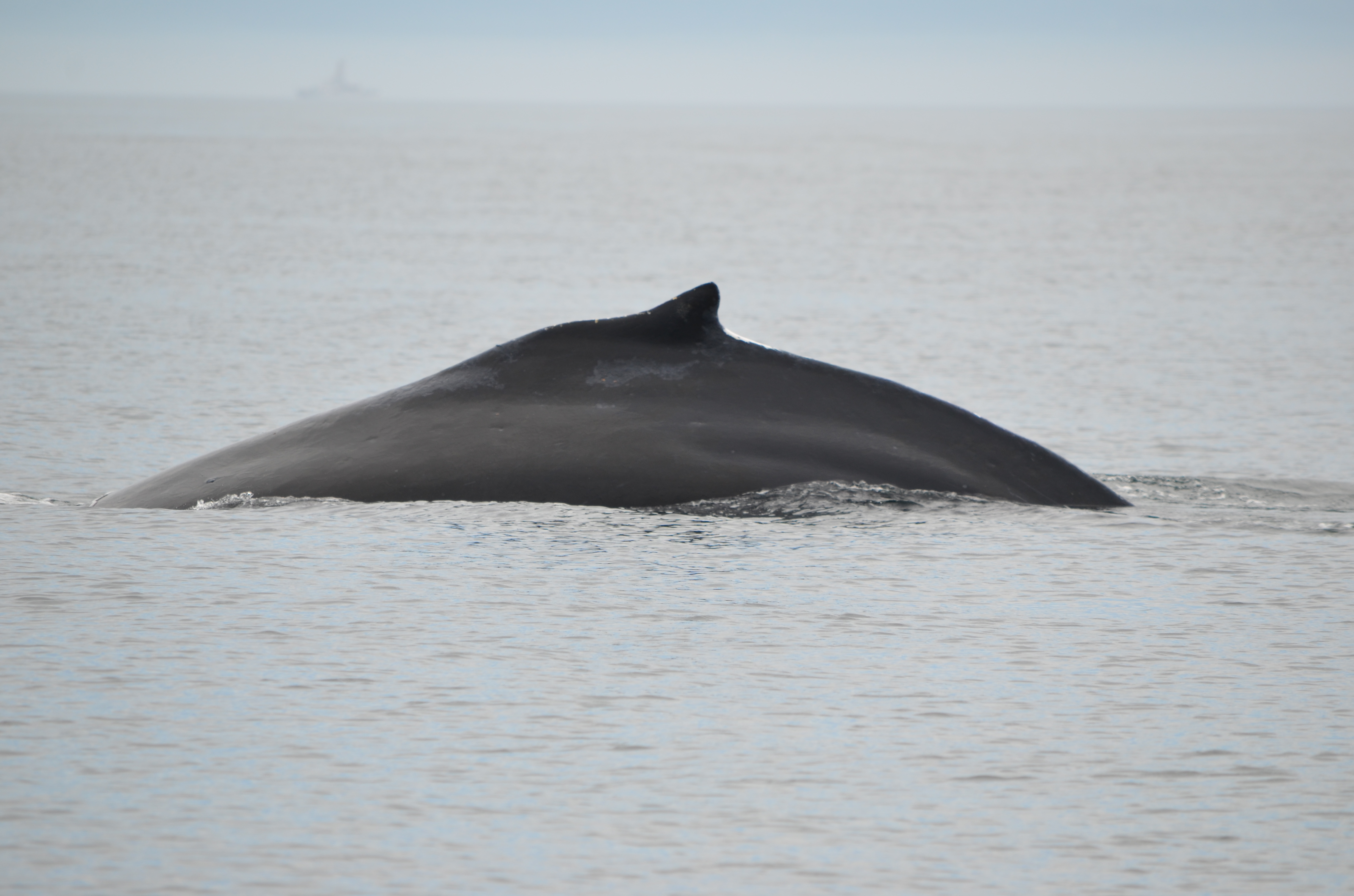 photos/wildlife/Mammal_Species/Humpback Whale/DSC_0062.JPG